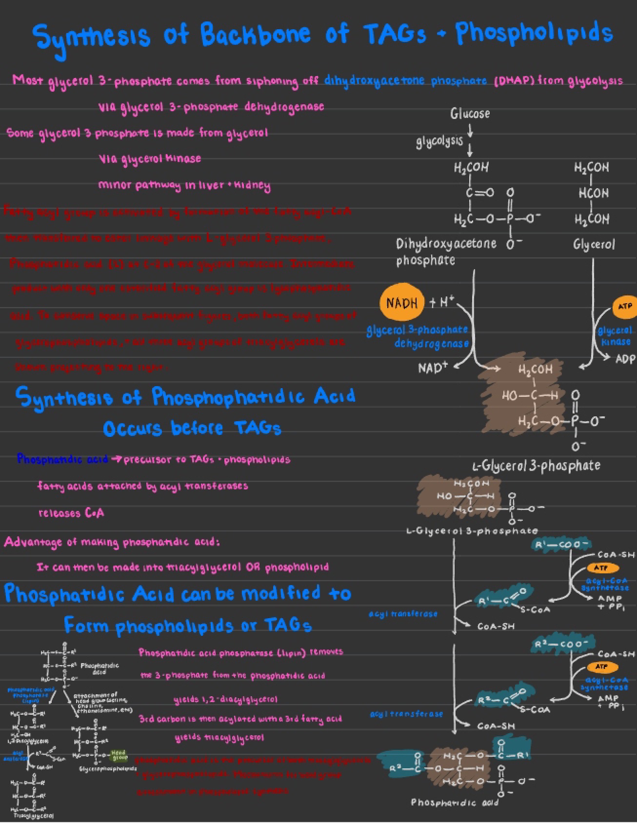 Module Nine, Lesson Four The Triacylglycerol Cycle