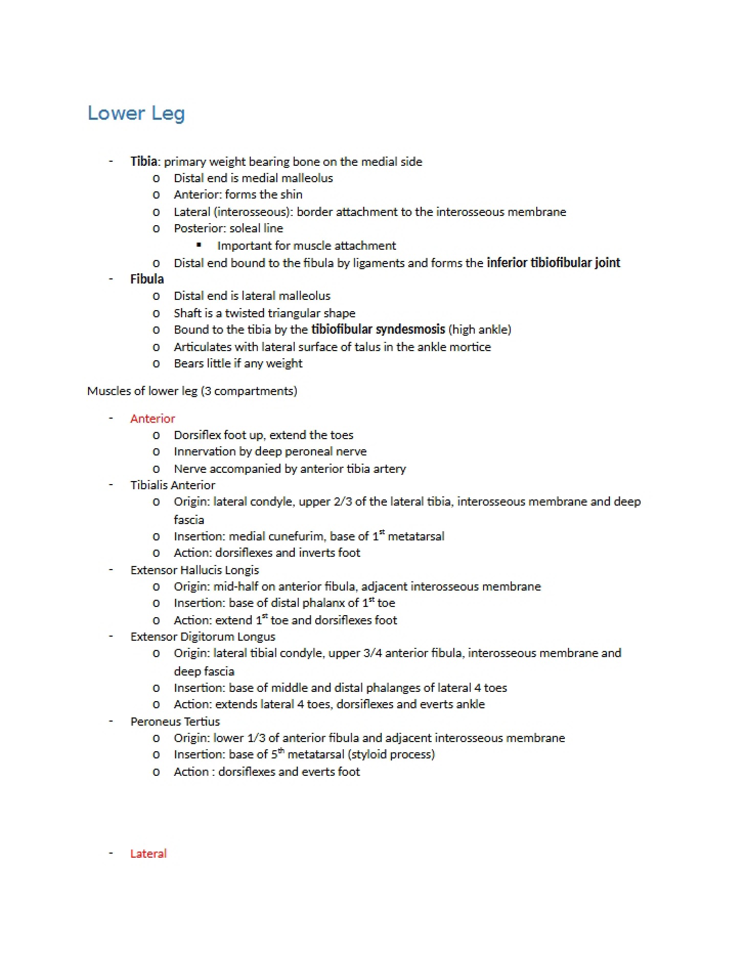 Anatomy of the Lower Leg