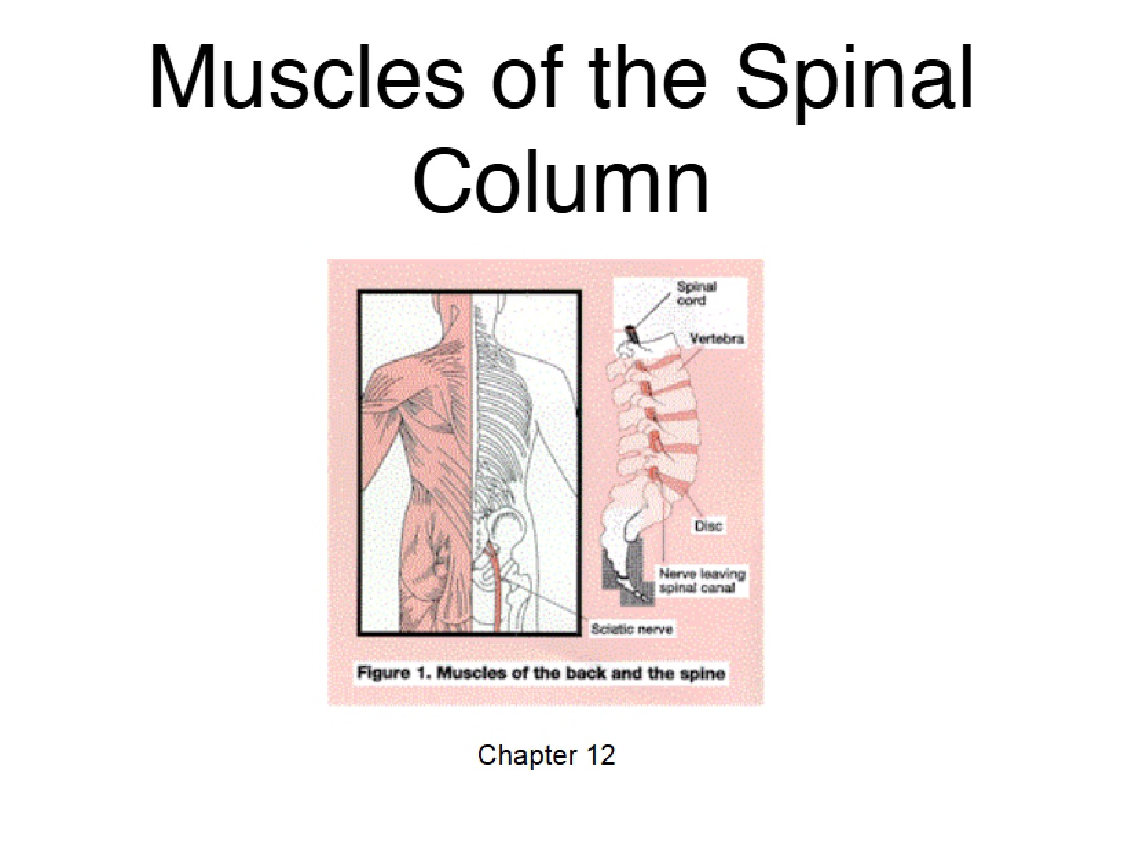 Spinal Column Musculature - Kinesiology