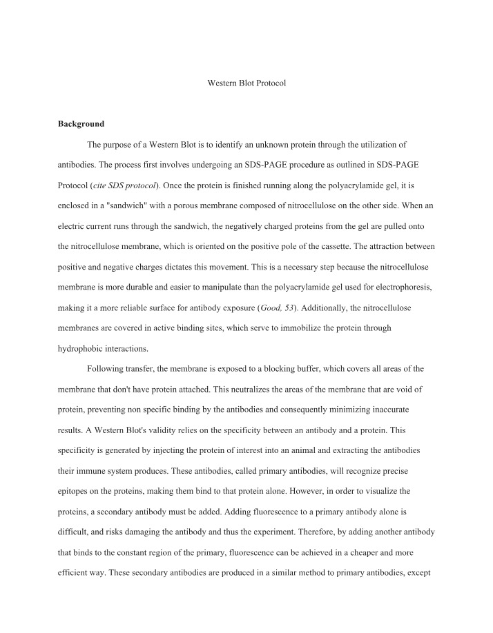 Western Blotting Protocol