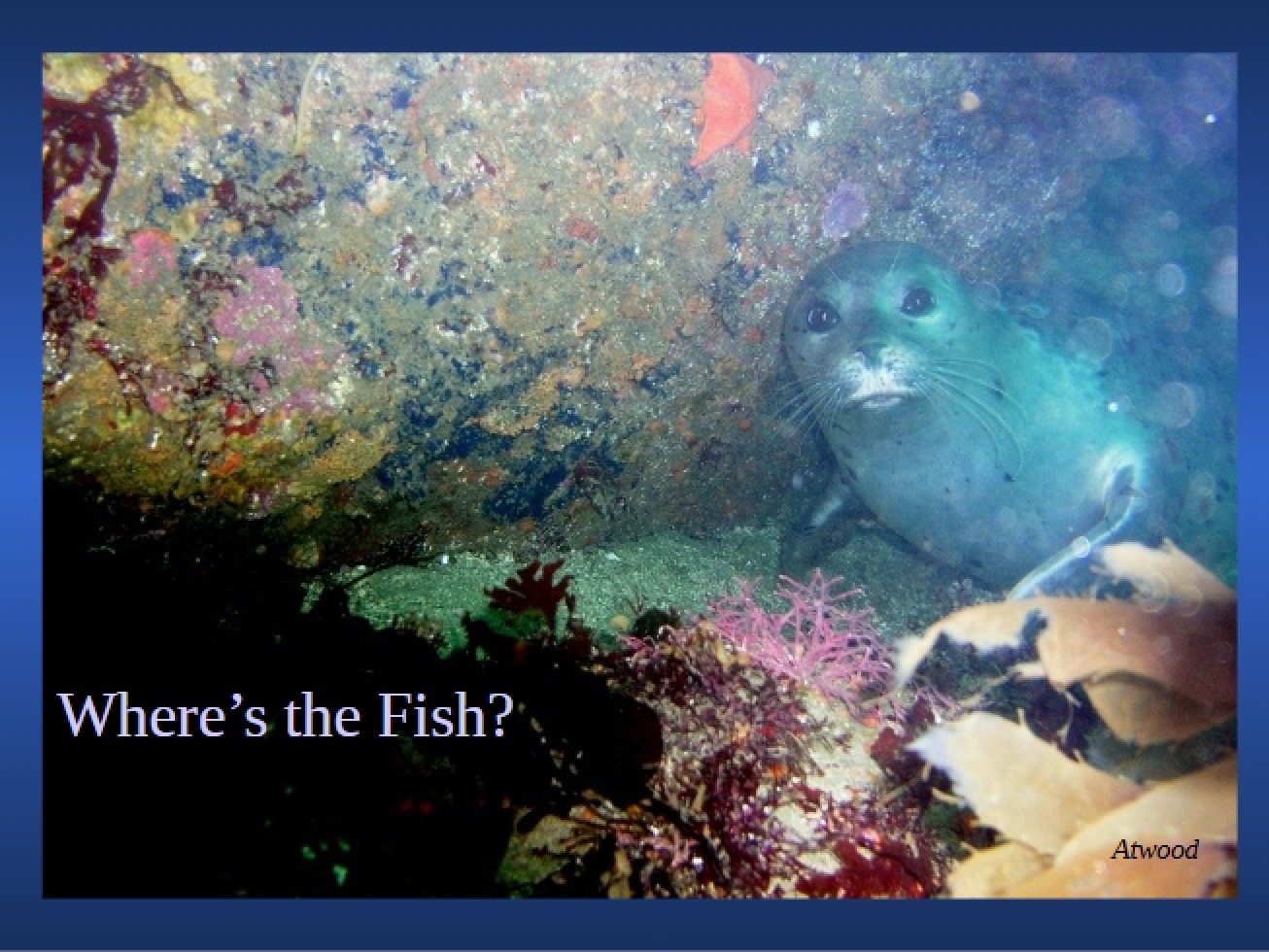 Class Notes for Kelp Forest Ecology