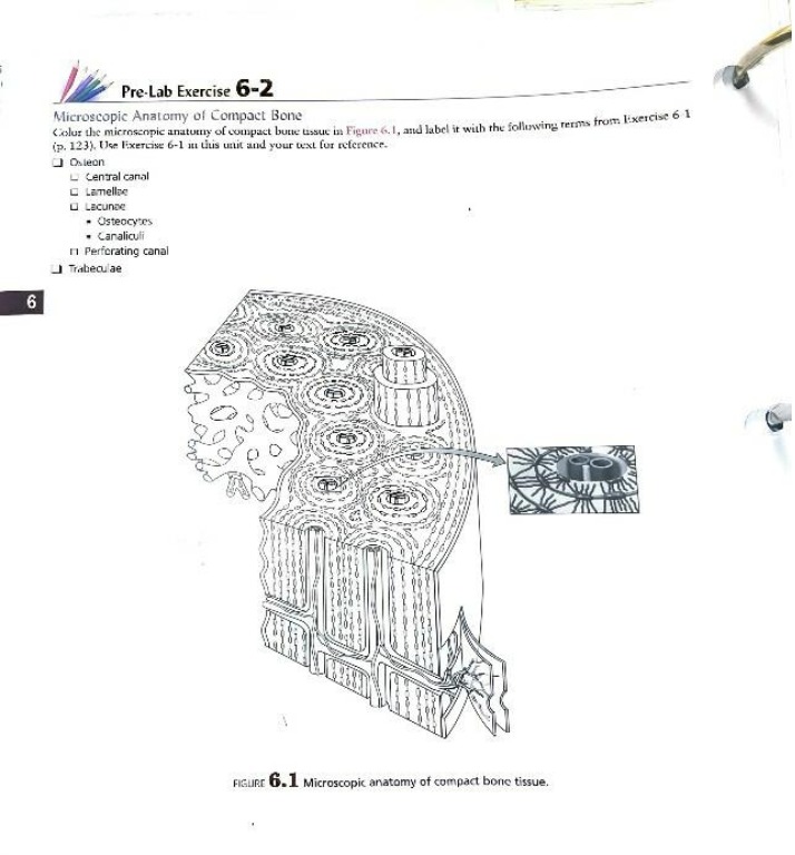 Compact Bone and Skull Anatomy - Lab and Quiz