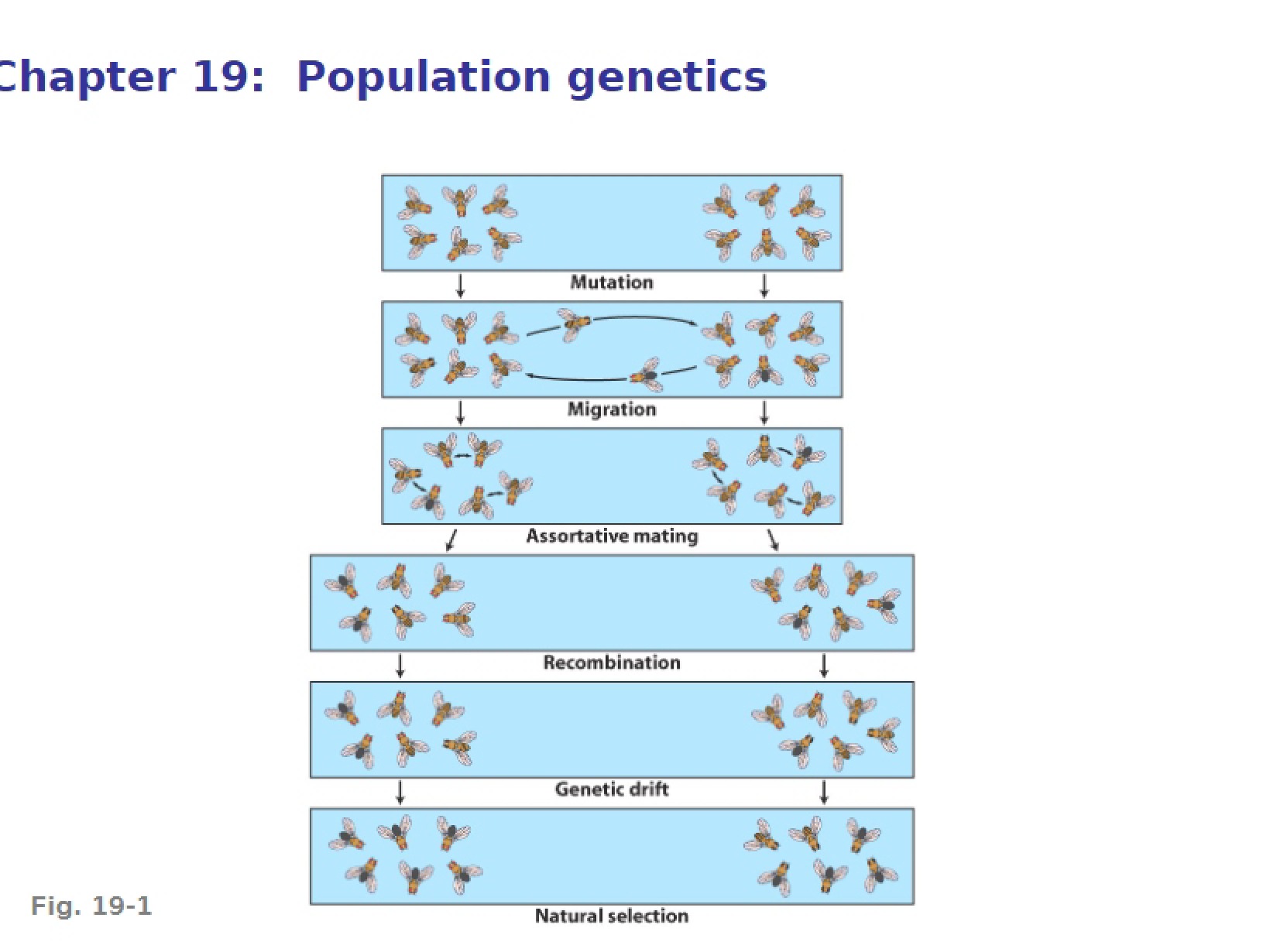 Genetics Lecture 18