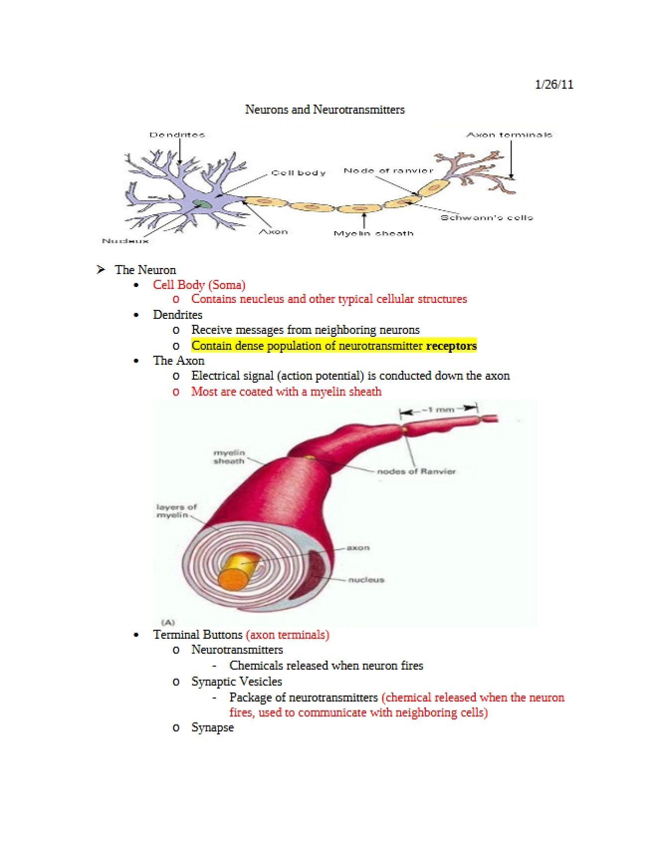 Function of Neurotransmitters and Neurons