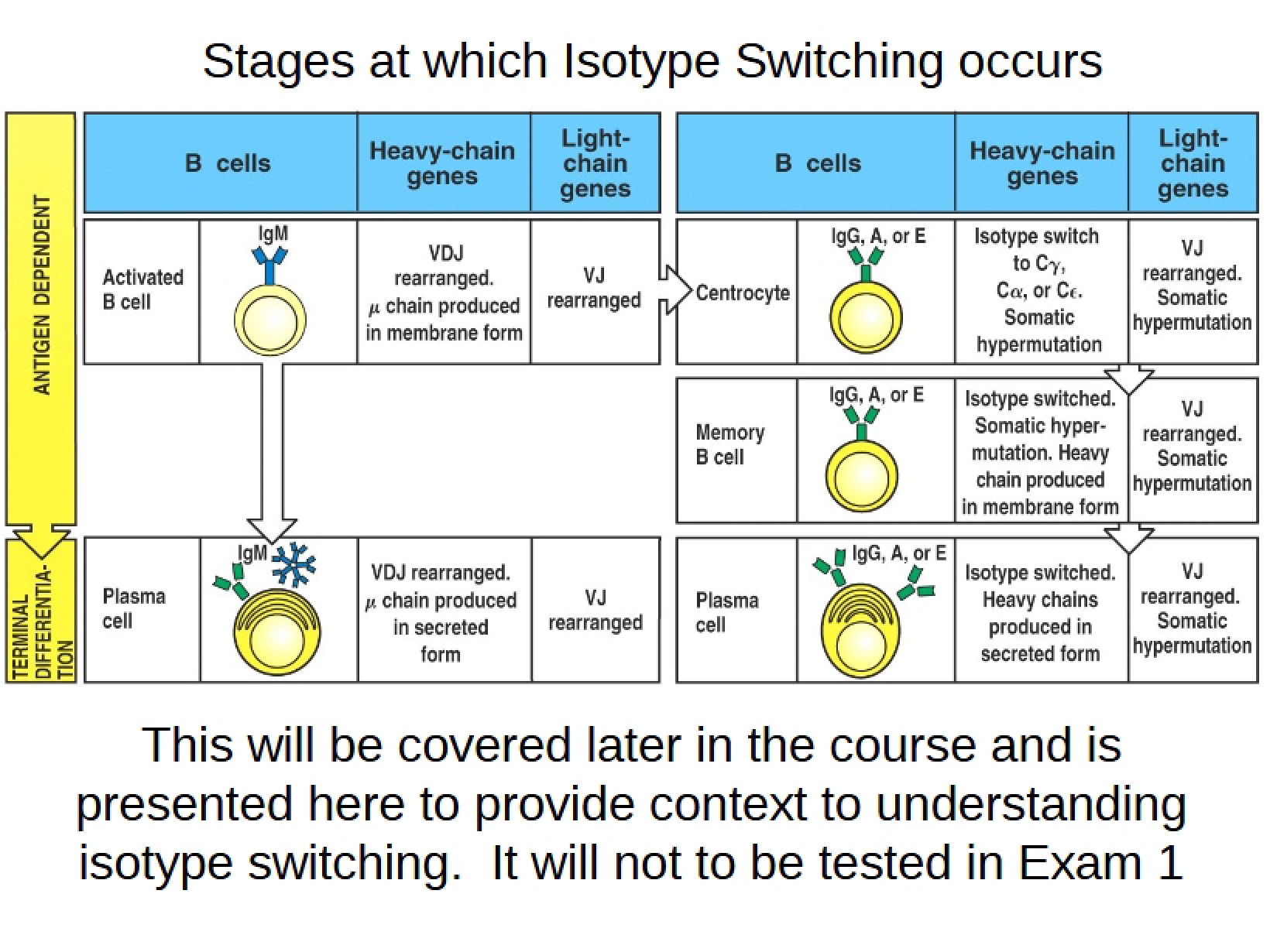 Isotype Switching Occurrence Stages