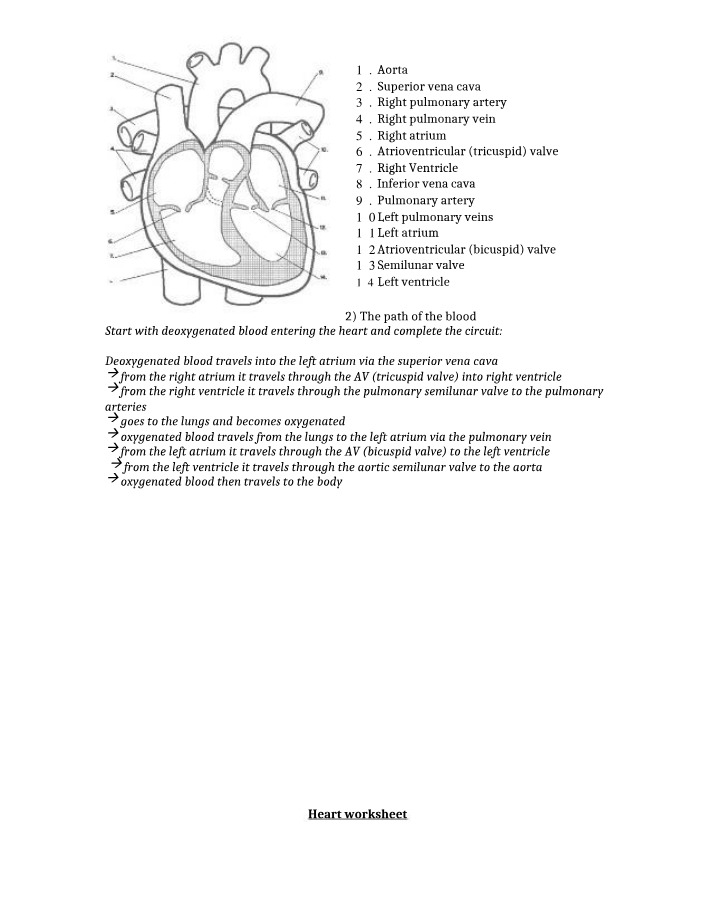 Worksheet on the Heart