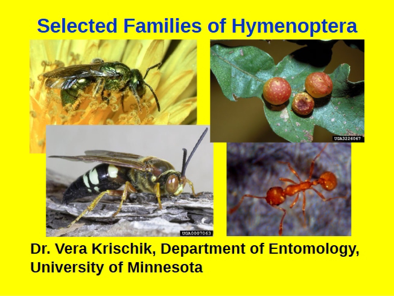 Hymenoptera Overview