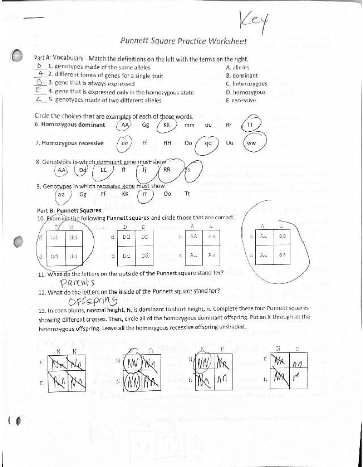 Worksheet for Punnett Square Practice