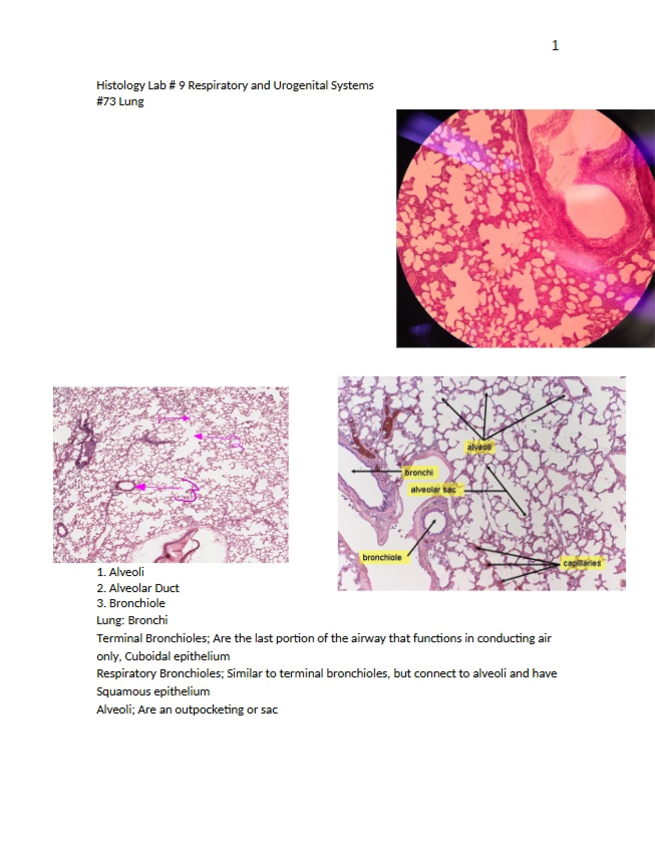 Ninth Laboratory An Overview of the Respiratory and Urogenital Systems