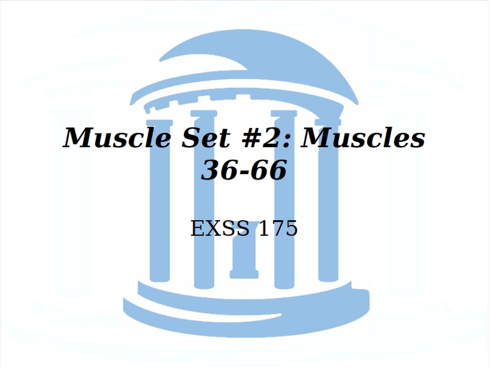 Muscle Anatomy 36 to 66