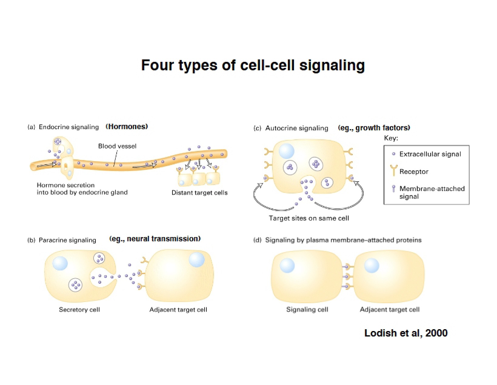 Cell-Cell Signaling Types