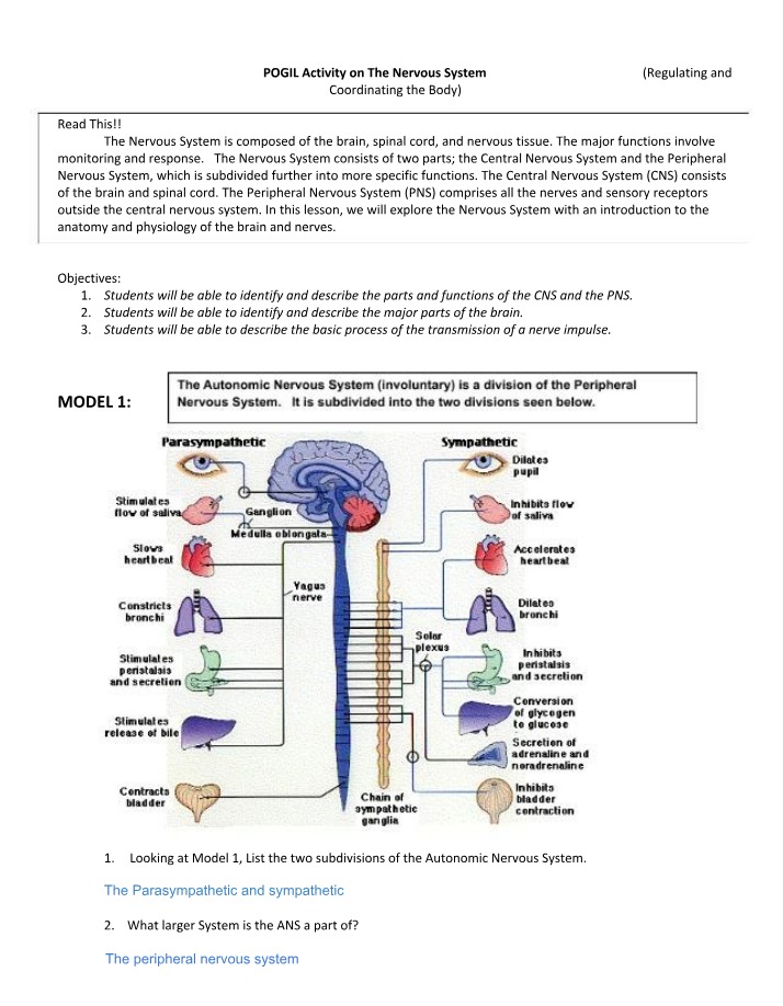 Review of the Nervous System
