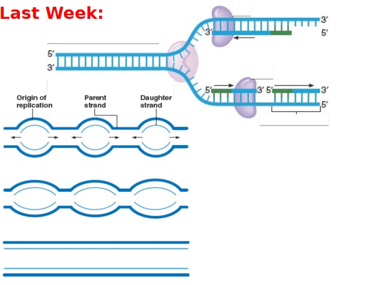 Sequencing of DNA - 19 Pages