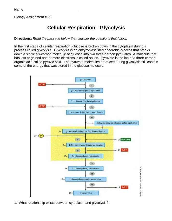 Glycolysis in Cellular Respiration
