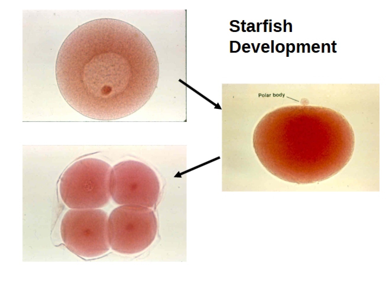 Development of Starfish