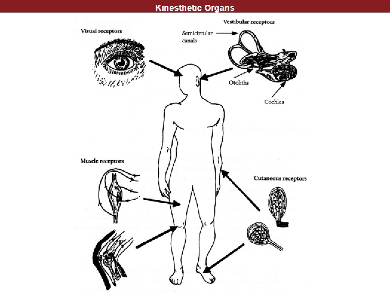 System of Vestibules (12)