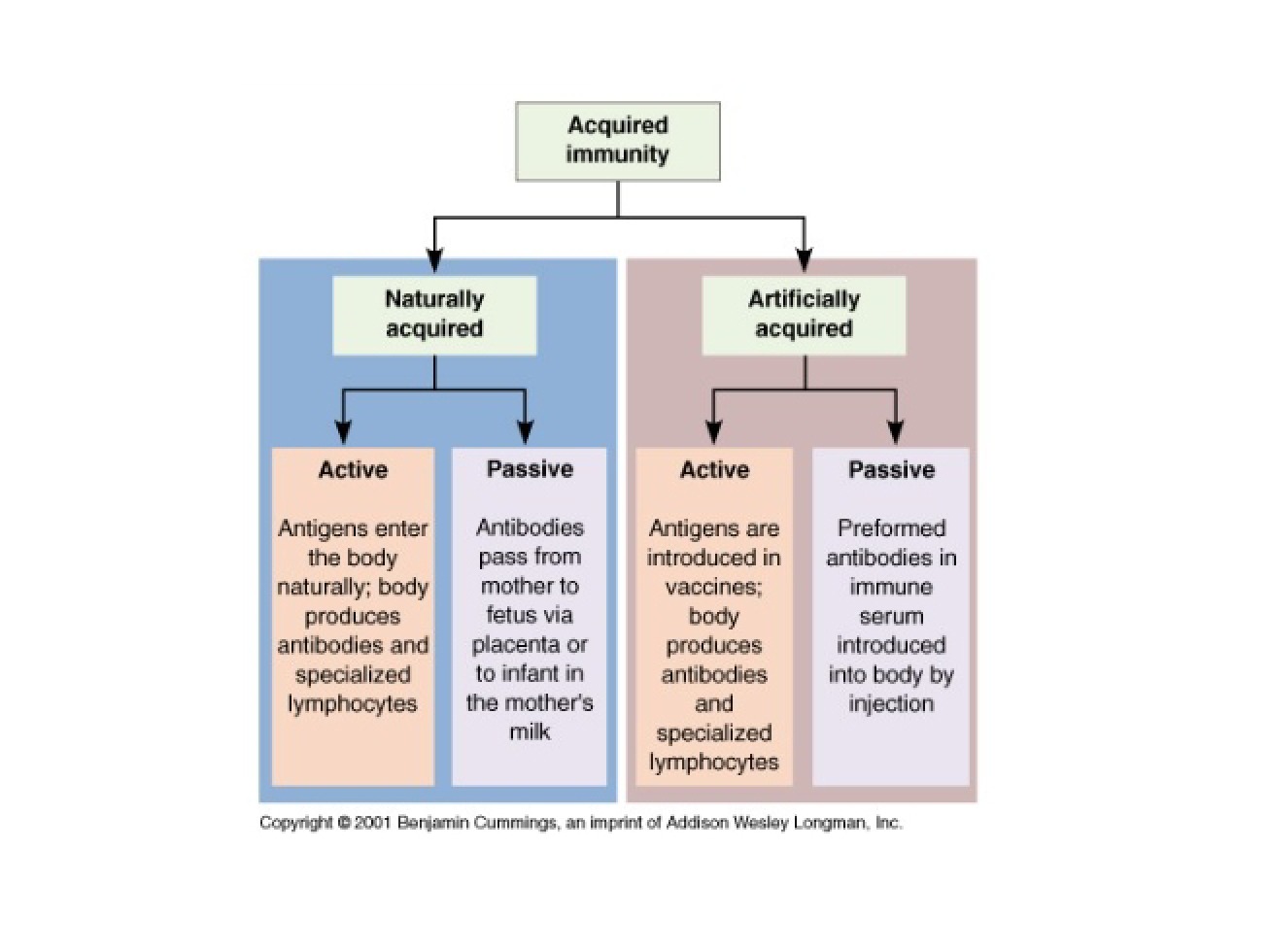 Protocols for Immunization