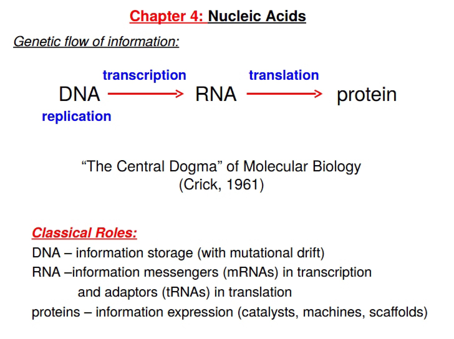 Nucleic Acids Overview (4)