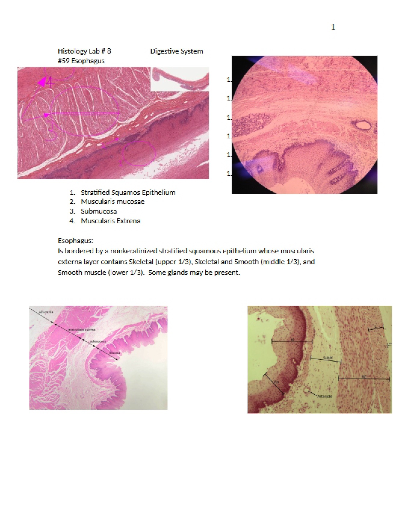 Study of the Digestive System