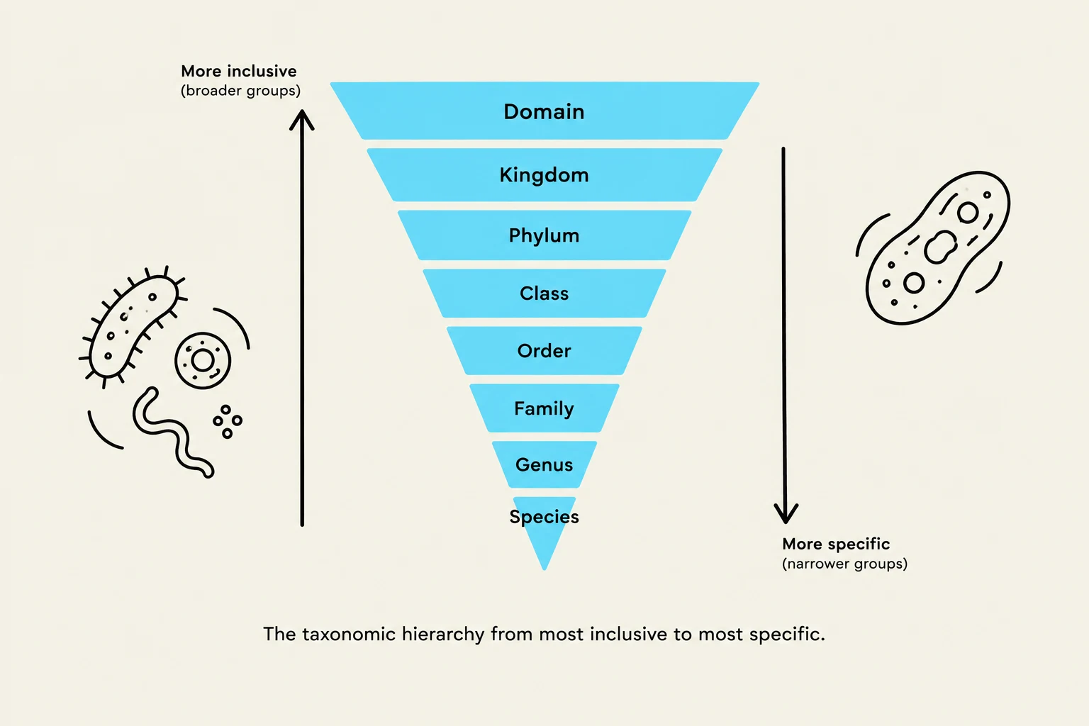 The taxonomic hierarchy from most inclusive to most specific.