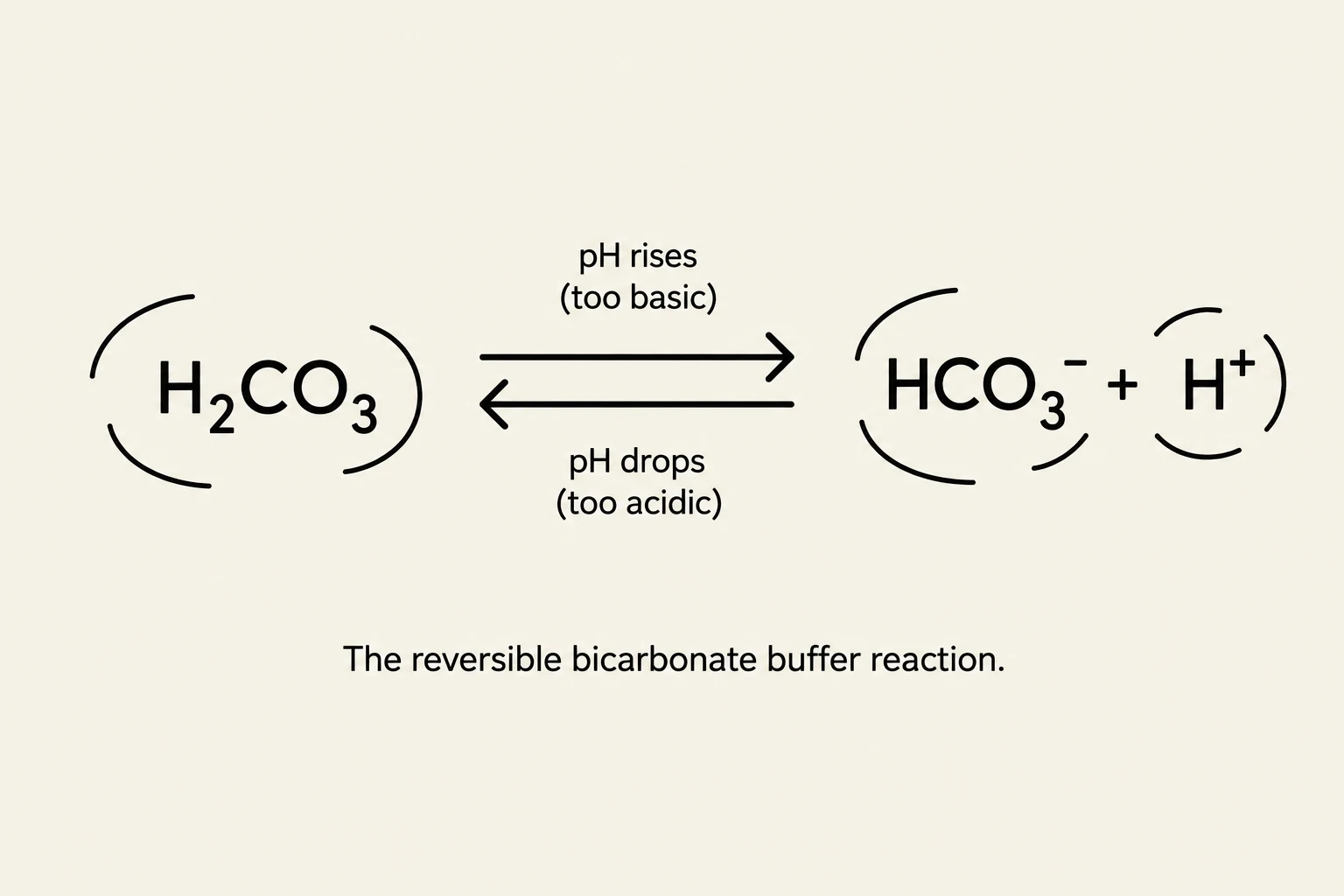 The reversible bicarbonate buffer reaction shows how carbonic acid (H₂CO₃) dissociates into bicarbonate (HCO₃⁻) and a hydrogen ion (H⁺), and vice versa. This reaction helps maintain pH balance.