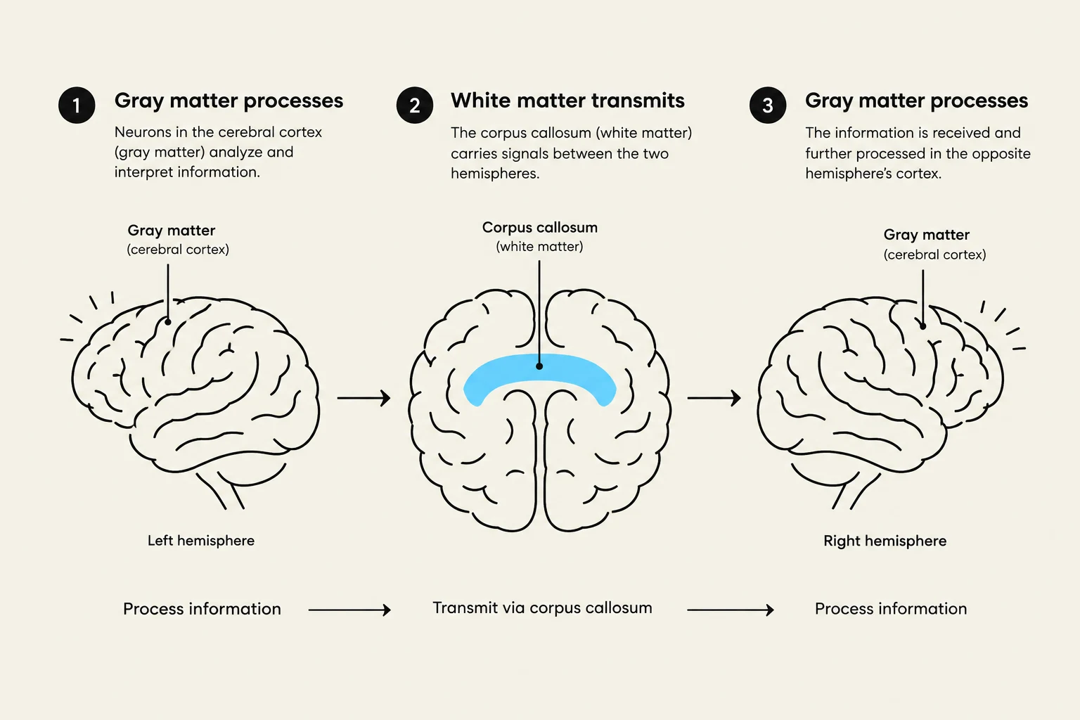 This diagram illustrates the processing of information by gray matter in the cerebral cortex and its transmission between hemispheres via the corpus callosum (white matter).