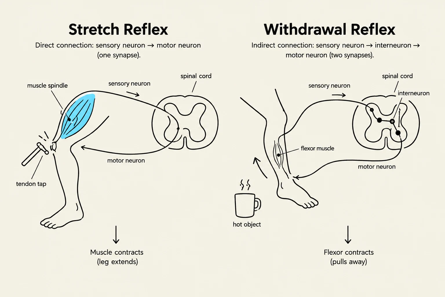 Diagrams illustrating the stretch reflex and the withdrawal reflex, showing the neural pathways involved in each response.