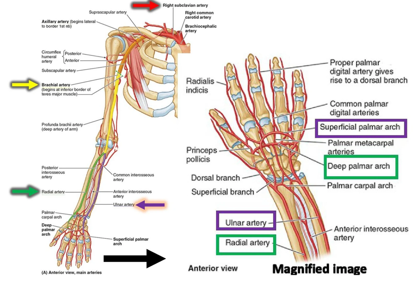 Anatomical illustration of the main arteries of the human arm and hand, showing anterior views and a magnified image of the hand's arterial network.