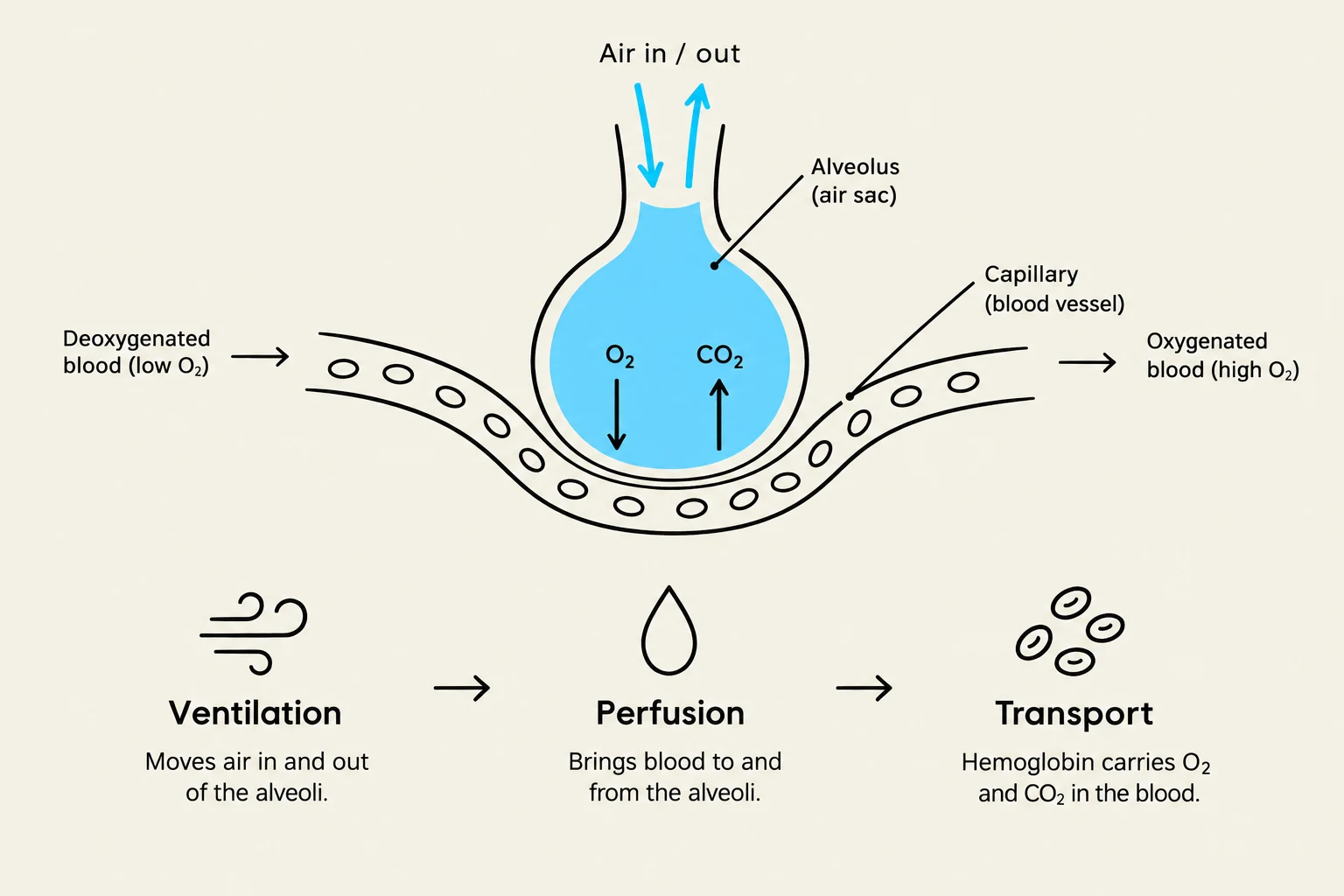 Diagram illustrating the process of gas exchange in the alveoli, including ventilation, perfusion, and transport of oxygen and carbon dioxide.