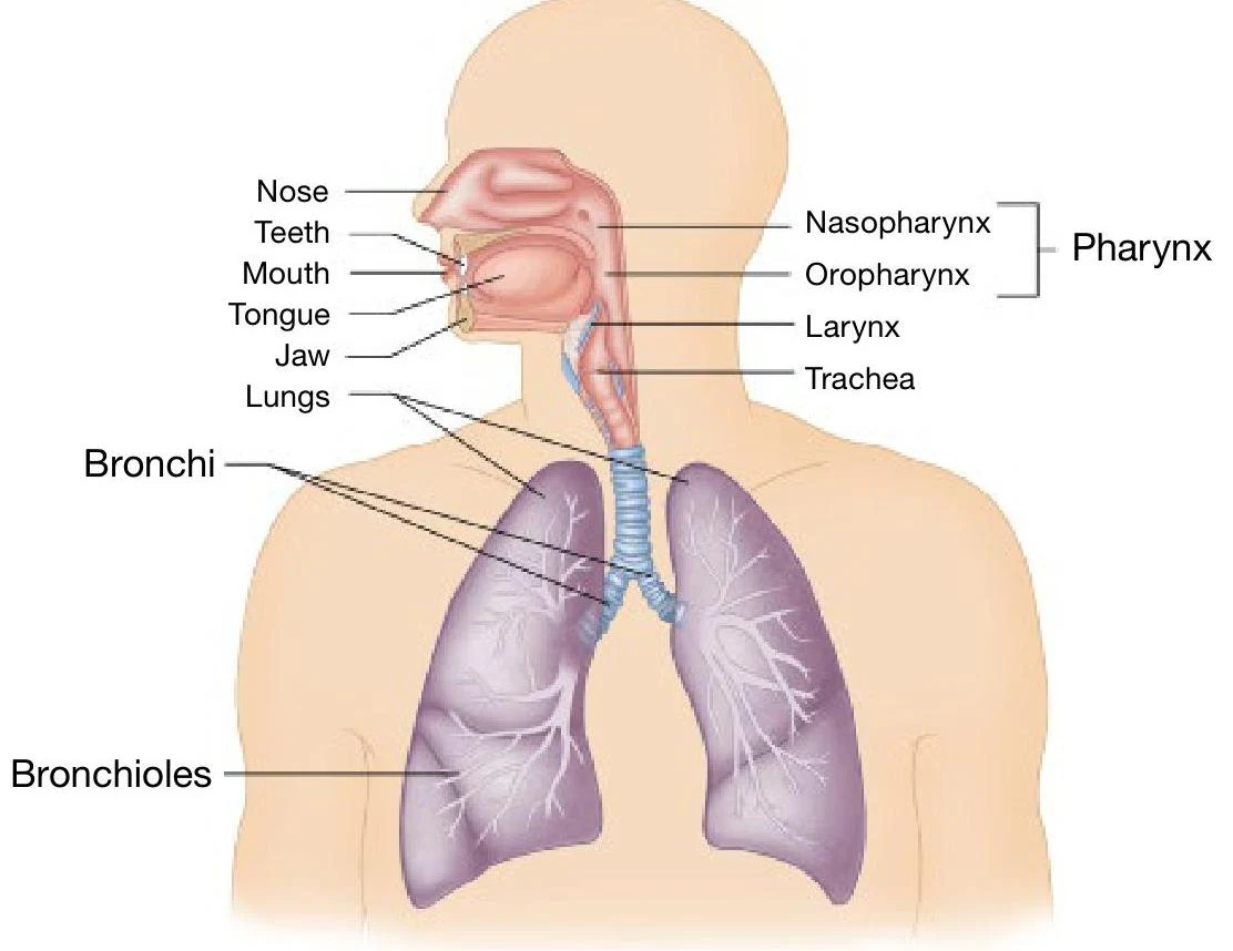 Diagram of the human respiratory system, including the nose, mouth, pharynx, larynx, trachea, bronchi, and lungs.