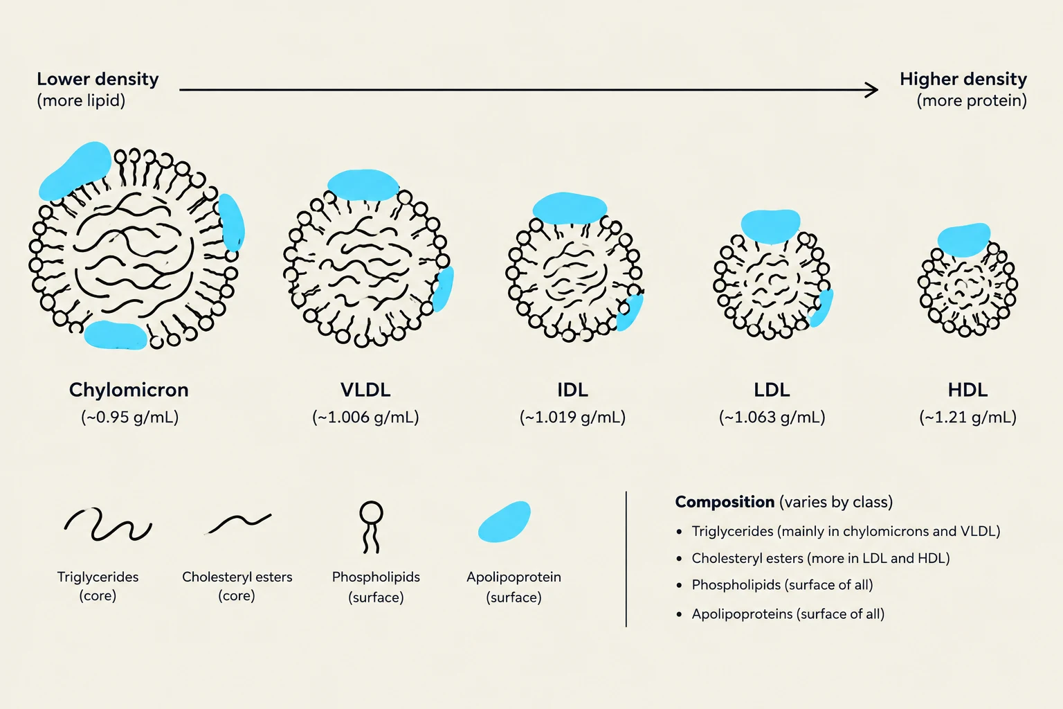 Diagram illustrating different types of lipoproteins (Chylomicron, VLDL, IDL, LDL, HDL) and their relative densities, compositions, and components like triglycerides, cholesteryl esters, phospholipids, and apolipoproteins.