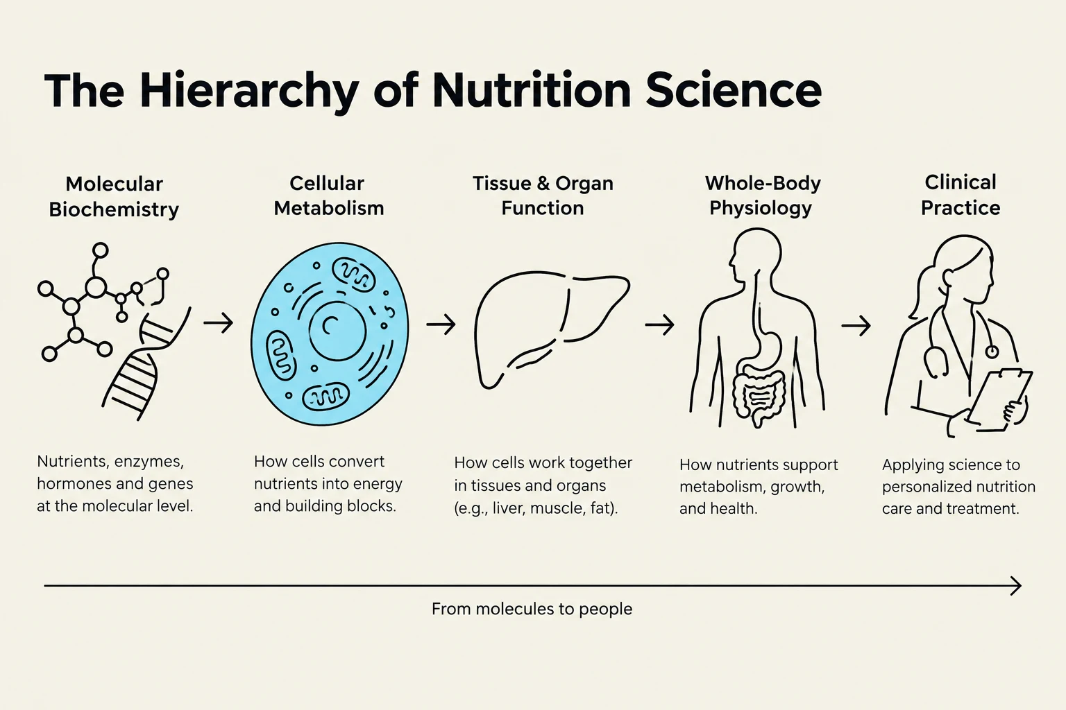 The Hierarchy of Nutrition Science illustrates the progression from molecular biochemistry to clinical practice, explaining how nutrients impact biological systems at various levels.