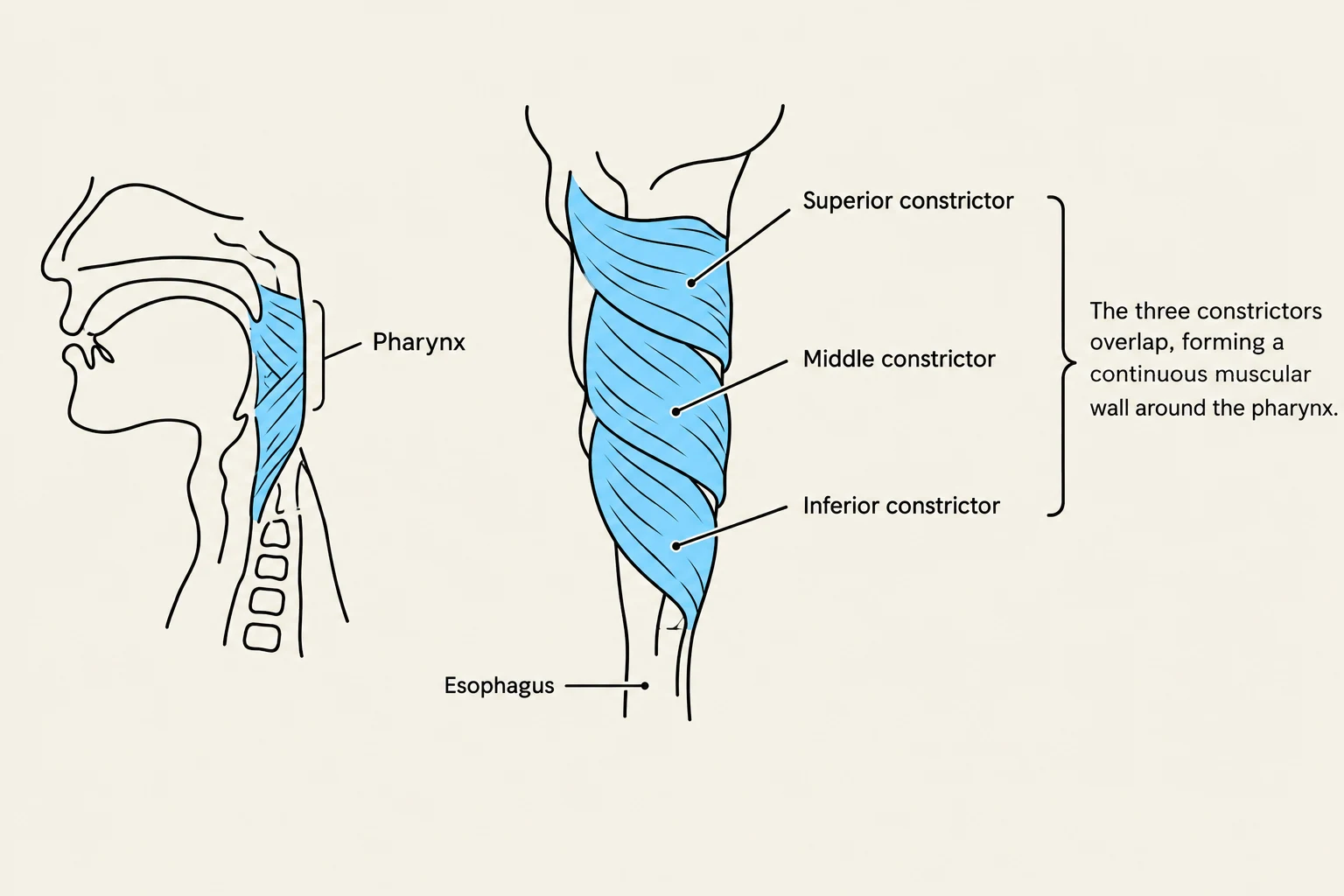 Diagram illustrating the pharynx and its constrictor muscles, including the superior, middle, and inferior constrictors, which form a continuous muscular wall.