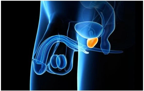 An illustration of the male reproductive system, highlighting the prostate gland.
