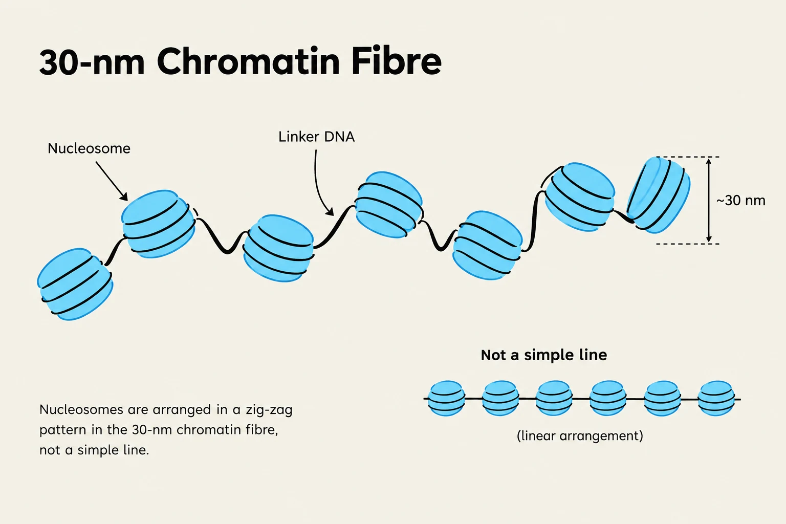 Diagram illustrating the structure of a 30-nm chromatin fiber, showing nucleosomes arranged in a zig-zag pattern with linker DNA.