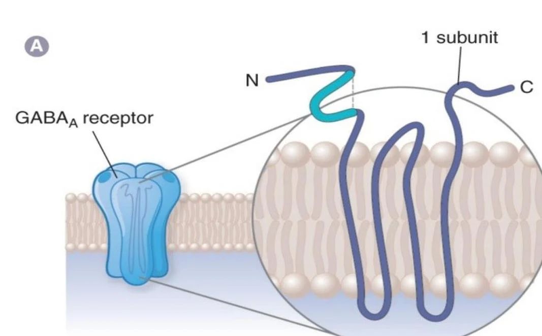 Diagram illustrating the structure of a GABA_A receptor embedded in a cell membrane, with a magnified view showing its subunits and transmembrane domains.