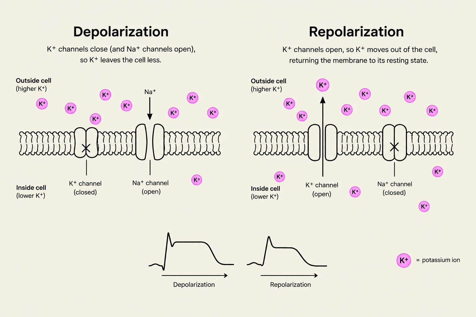 Diagram illustrating the processes of depolarization and repolarization in a cell membrane, showing the movement of potassium (K+) and sodium (Na+) ions through ion channels.