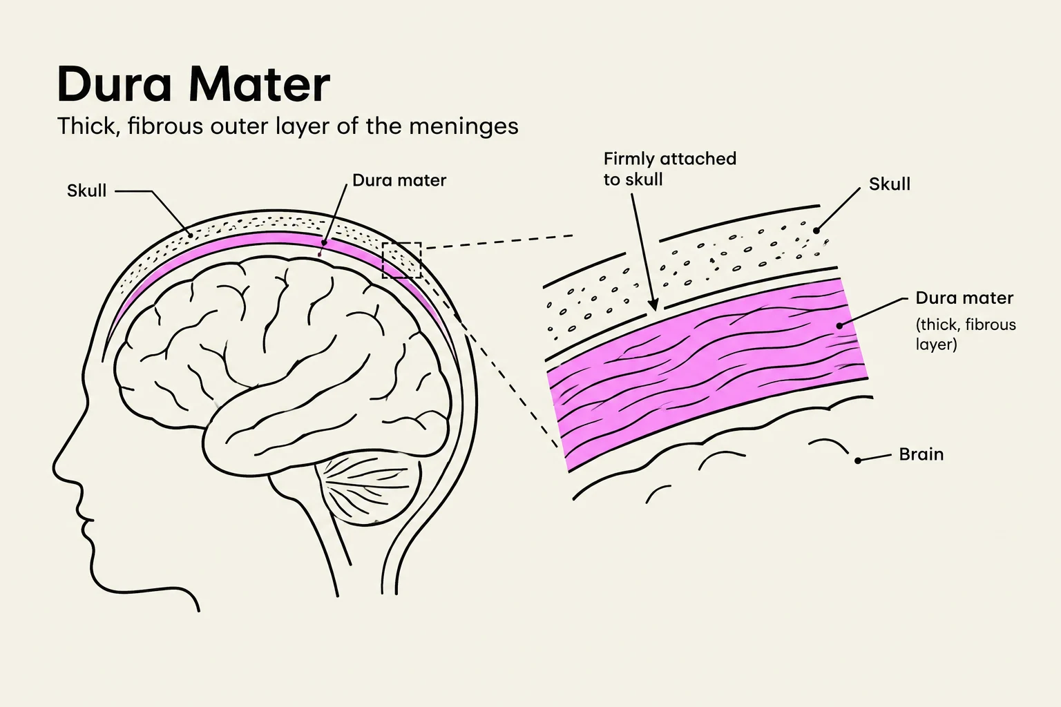 Diagram illustrating the Dura Mater, the thick, fibrous outer layer of the meninges, showing its attachment to the skull and its position relative to the brain.