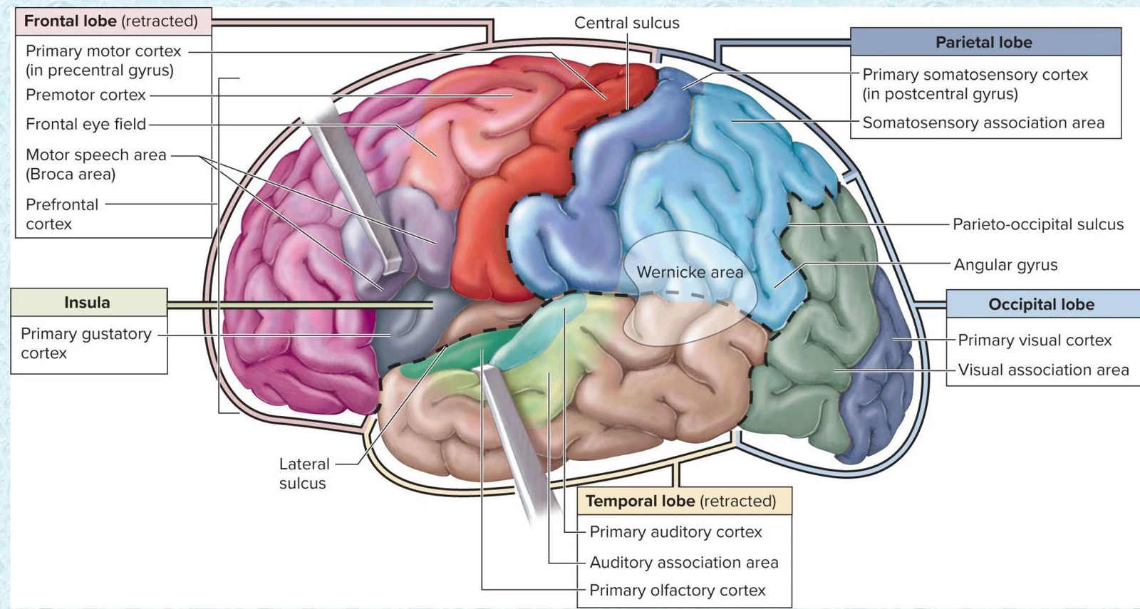 This diagram illustrates the different lobes and key functional areas of the human brain, including the frontal, parietal, occipital, and temporal lobes, as well as the insula.