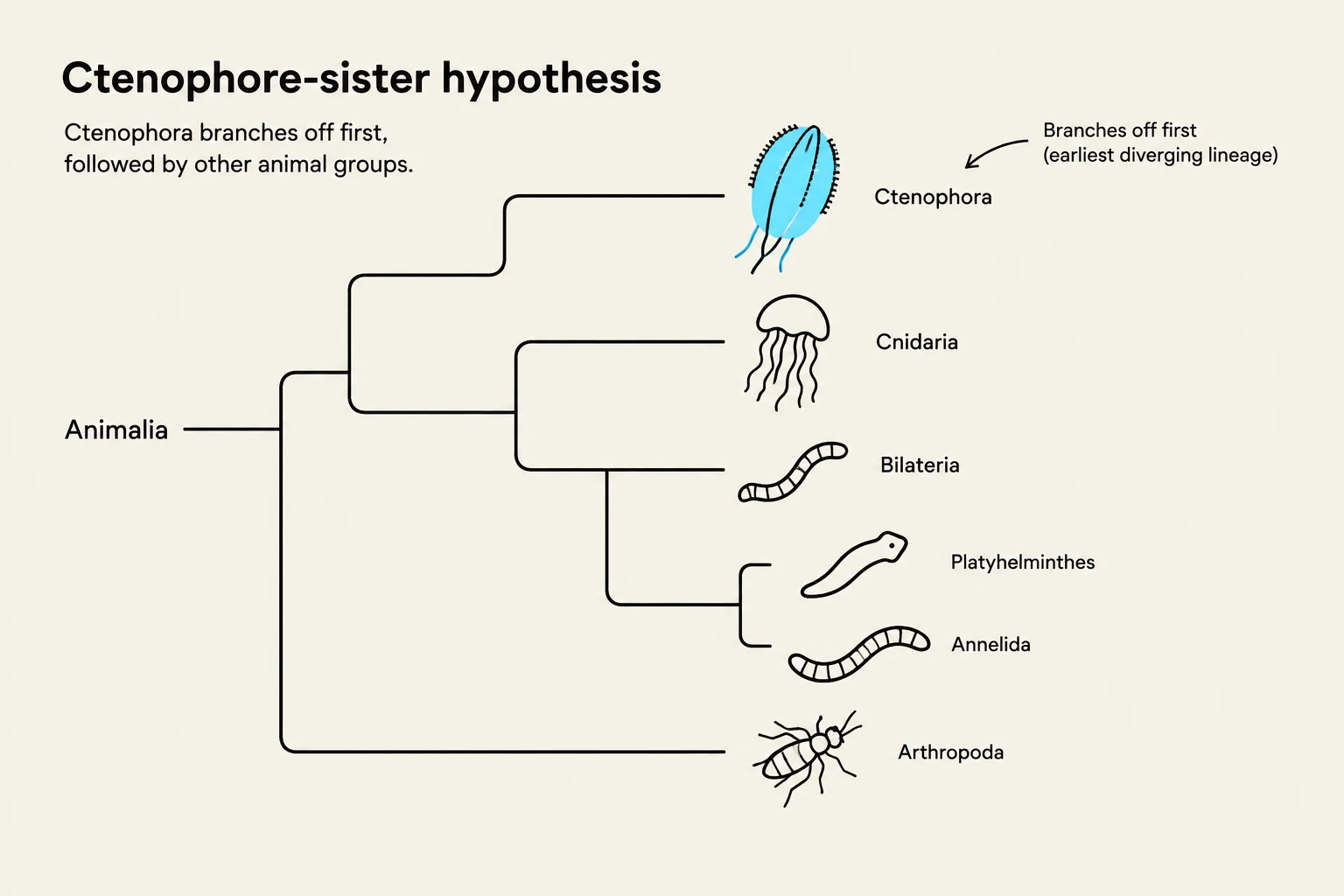 This phylogenetic tree illustrates the Ctenophore-sister hypothesis, suggesting that ctenophores diverged earliest from other animal groups.