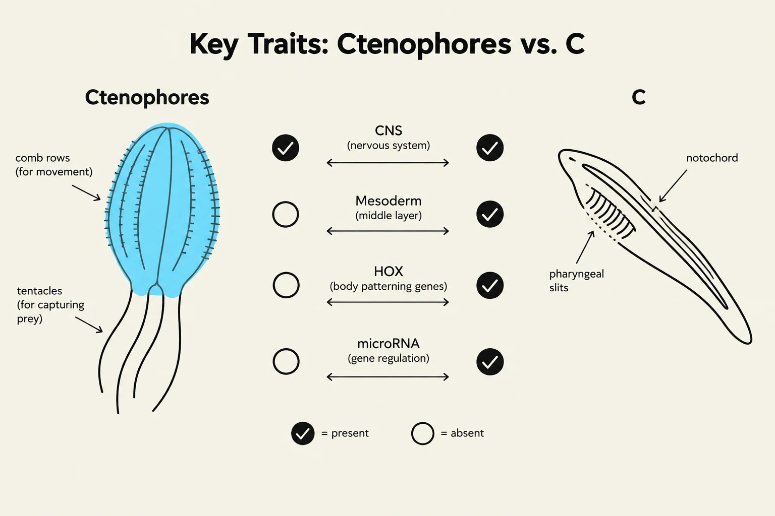 This diagram compares key traits of Ctenophores and Chordates (C), illustrating the presence or absence of features like comb rows, tentacles, CNS, mesoderm, HOX genes, microRNA, notochord, and pharyngeal slits.