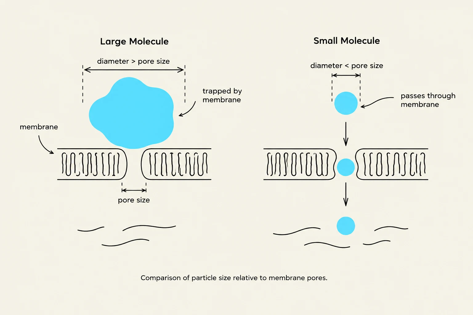 Comparison of particle size relative to membrane pores.