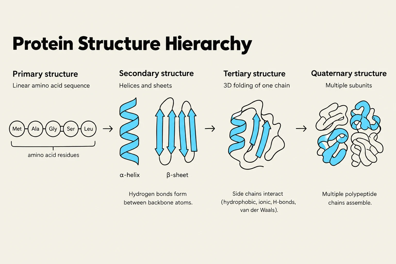 This diagram illustrates the hierarchy of protein structure, from the linear sequence of amino acids (primary structure) to the assembly of multiple polypeptide chains (quaternary structure), including secondary structures like alpha-helices and beta-sheets, and the 3D folding of a single chain (tertiary structure).