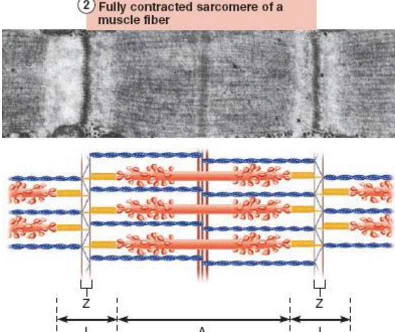 Diagram illustrating a fully contracted sarcomere of a muscle fiber, showing the arrangement of actin and myosin filaments.