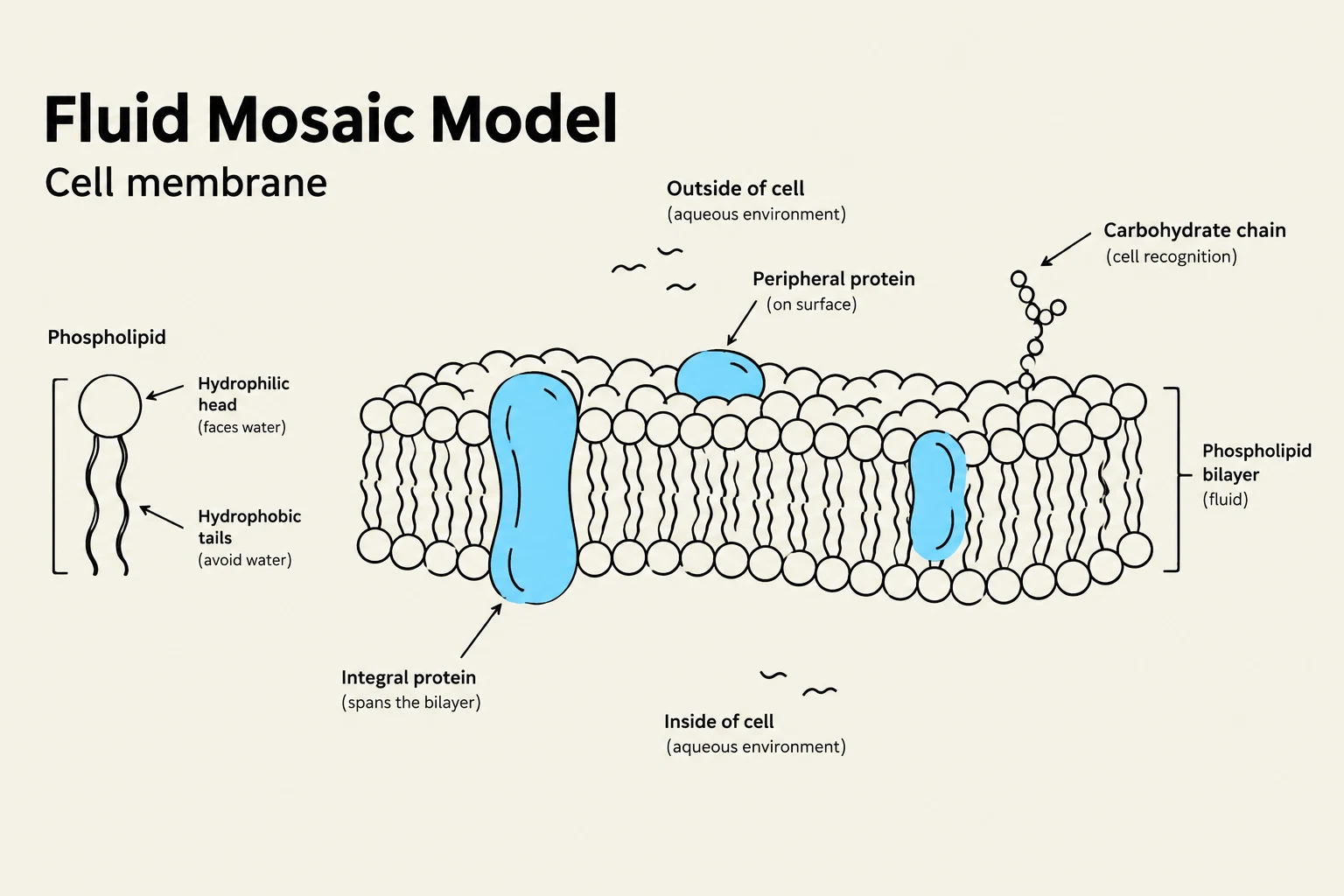 Diagram illustrating the fluid mosaic model of a cell membrane, showing phospholipids, integral and peripheral proteins, and carbohydrate chains.