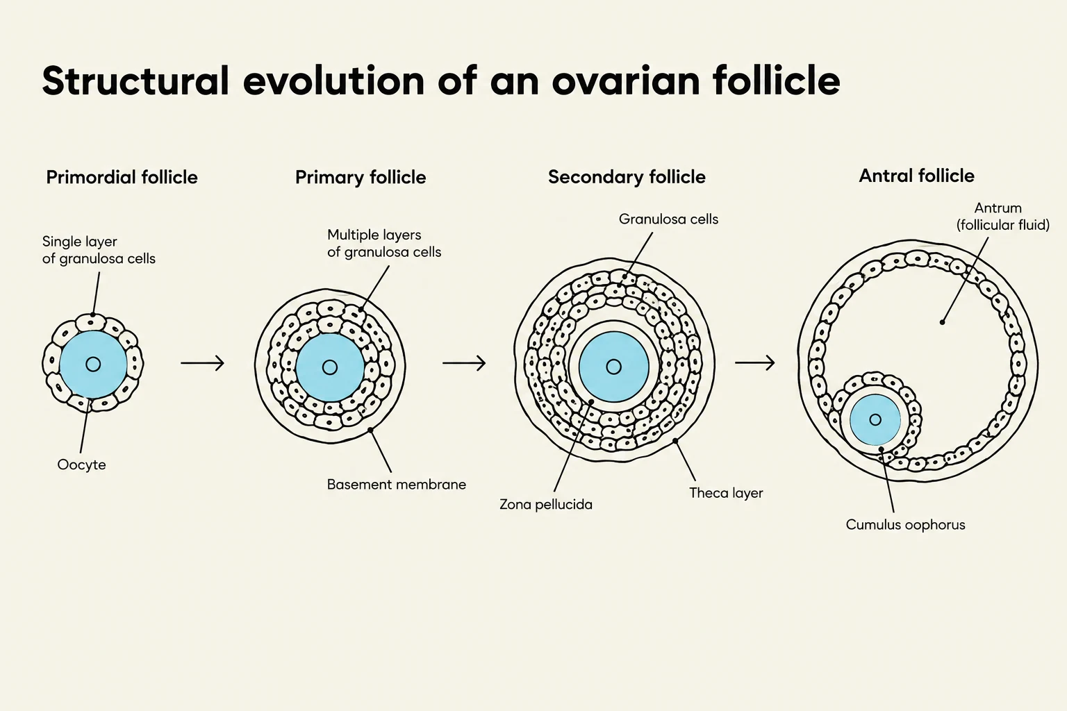 Diagram illustrating the structural changes of an ovarian follicle from primordial to antral stages, showing the development of granulosa cells, zona pellucida, theca layer, and antrum.
