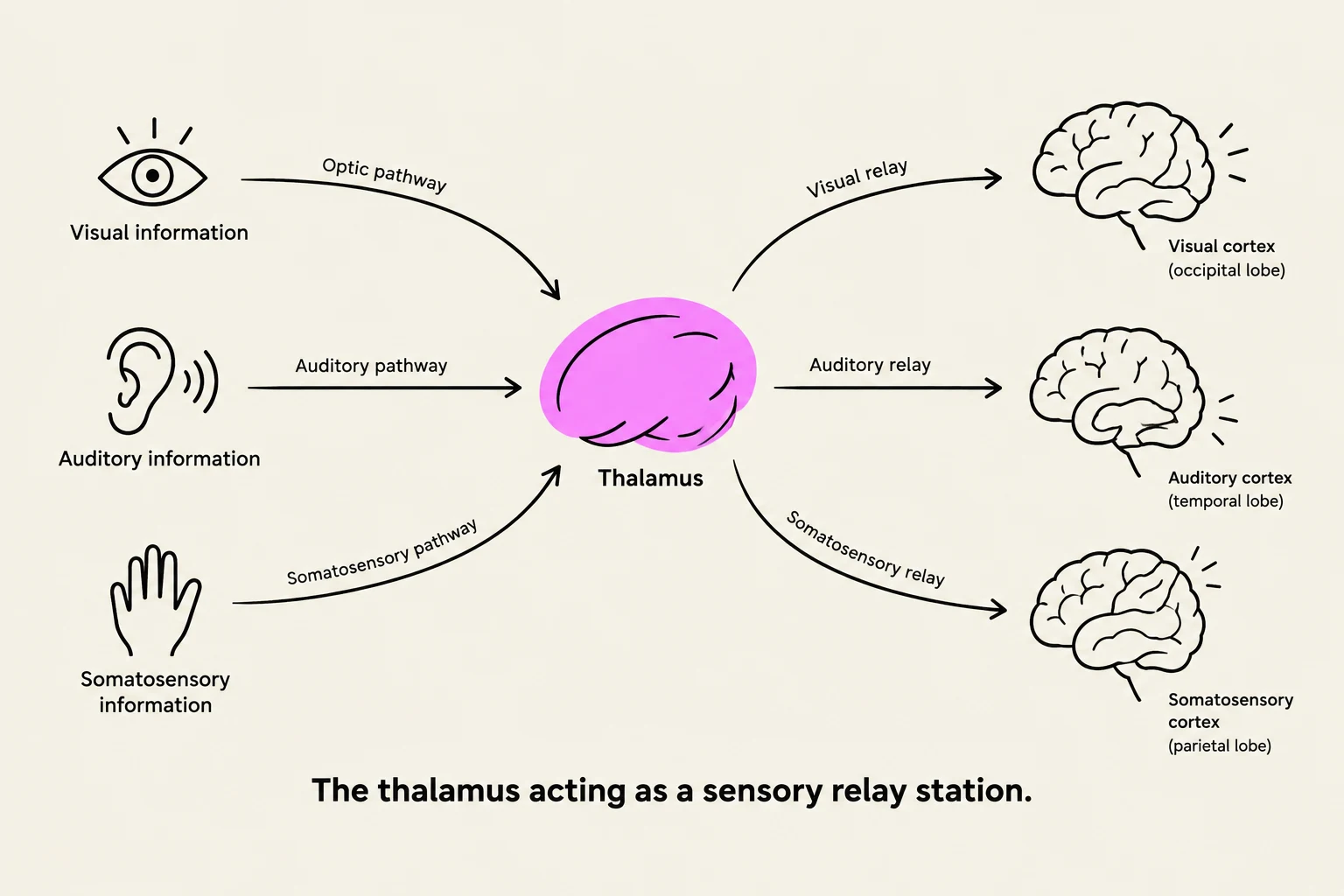 Diagram illustrating the thalamus as a sensory relay station, processing visual, auditory, and somatosensory information before sending it to respective brain cortices.