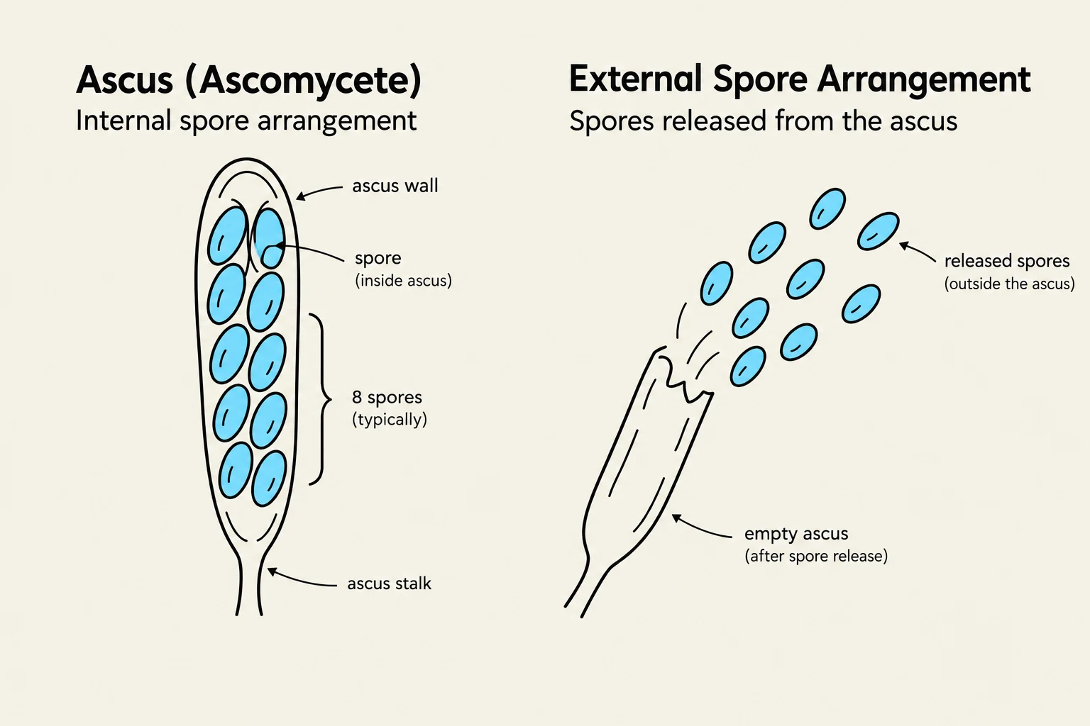 Diagram illustrating the internal spore arrangement within an ascus of an Ascomycete fungus and the subsequent external arrangement of spores after release from an empty ascus.