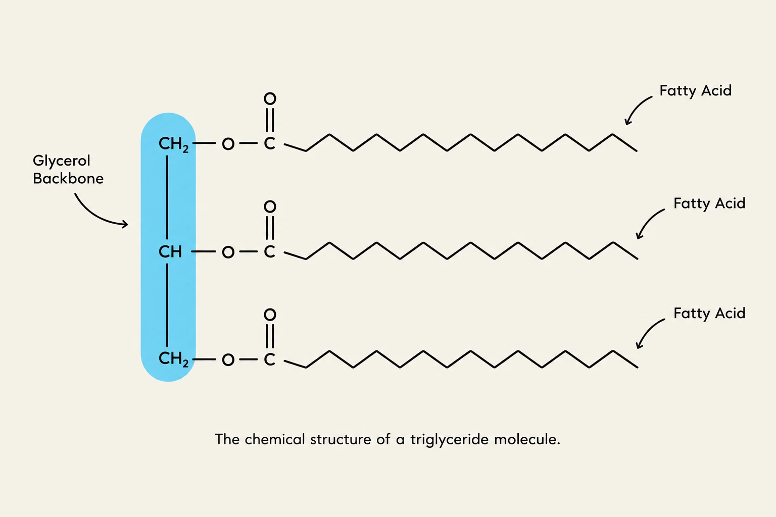 The chemical structure of a triglyceride molecule.