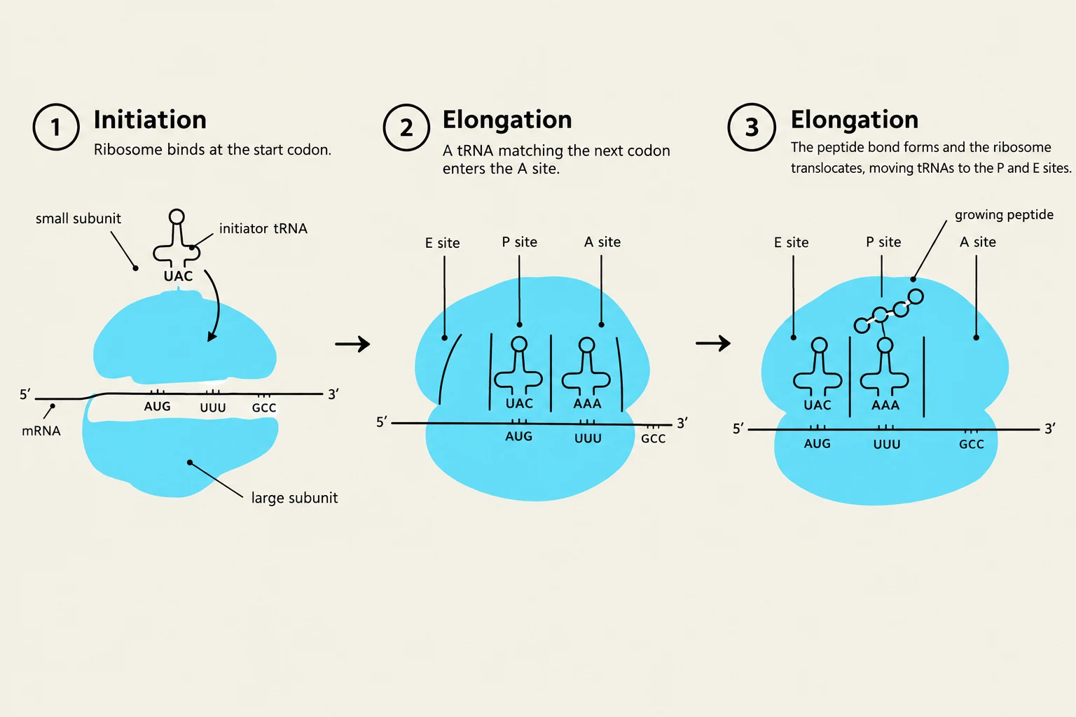 Diagram illustrating the three stages of protein synthesis: initiation, elongation, and translocation within a ribosome.